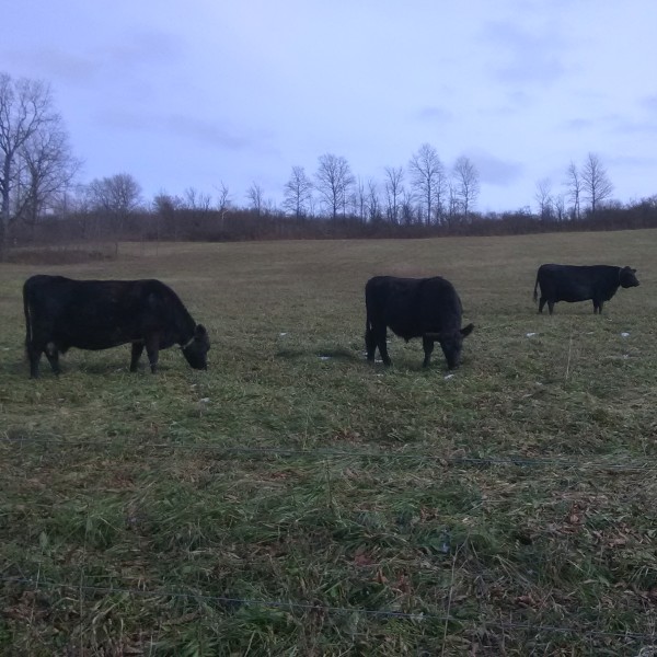 Cows