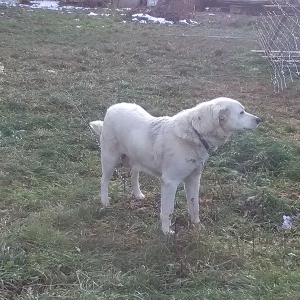 Gaia, our livestock guardian