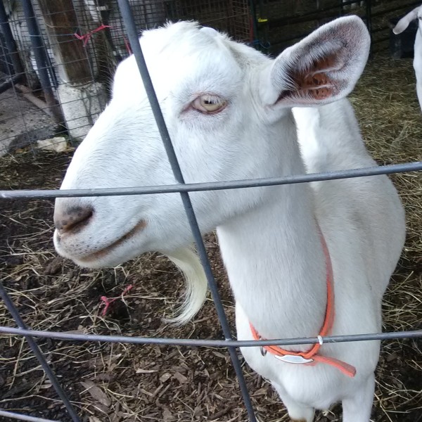 Pesch, our milking goat