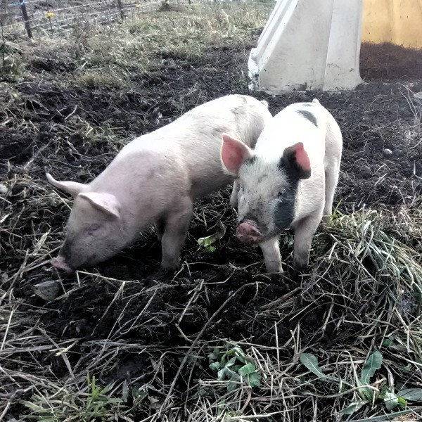 Piglets rooting in their pen