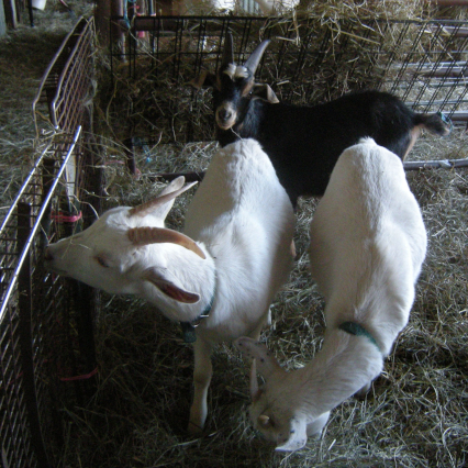 Goats nibbling hay