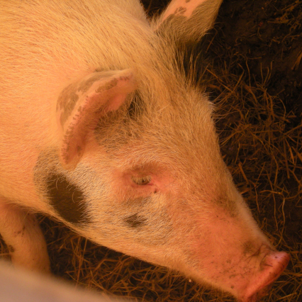 Piggie close up